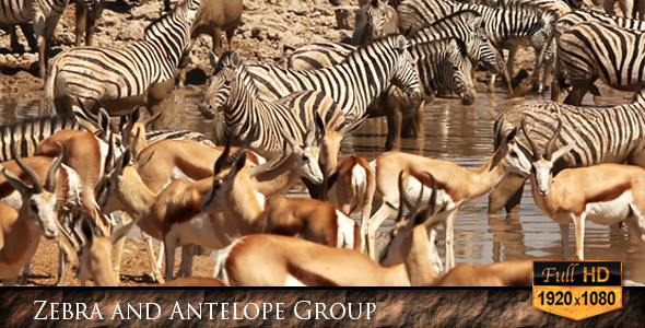 Zebra and Antelope Group