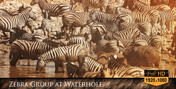 Zebra Group at Waterhole