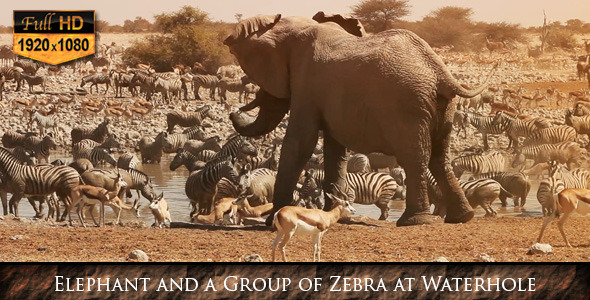 Elephant and a Group of Zebra at Waterhole