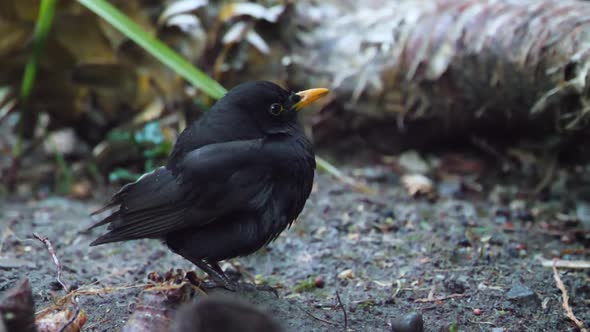 Injured Common Blackbird or Turdus Merula Looks Warily at Camera alt