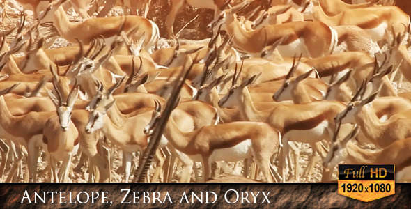Antelope Zebra and Oryx