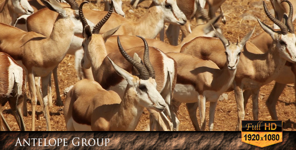 Antelope Group