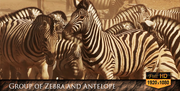 Group of Zebra and Antelope