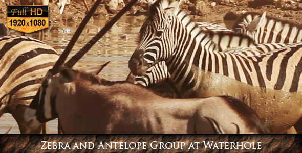 Zebra and Antelope Group at Waterhole