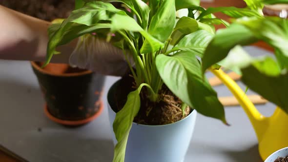 Repotting spathiphyllum houseplant alt