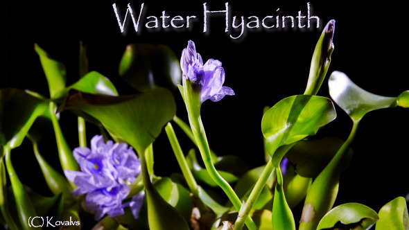 Water Hyacinth Flowering