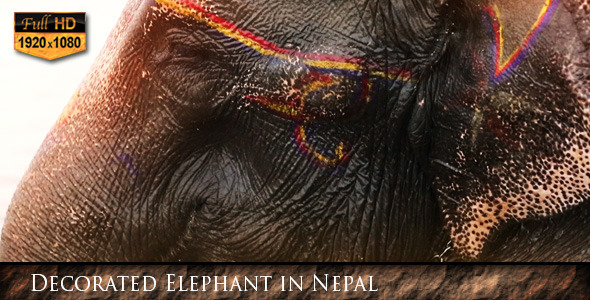 Decorated Elephant in Nepal