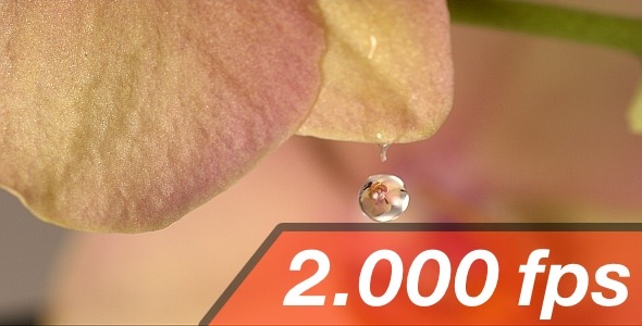 Water Drop on Orchid Blossom 4 alt