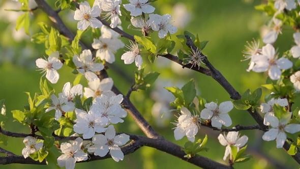 Spring Evening in the Fruit Orchard alt