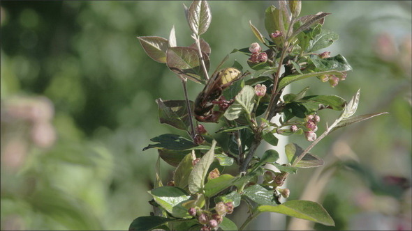 A European Hornet Flying on a Plant alt