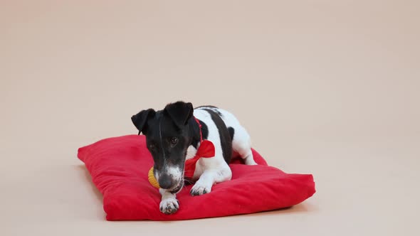 A Charming Smooth Fox Terrier in a Red Bow Tie Lies on a Red Pillow in the Studio on a Light Brown alt