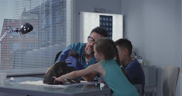 Male Veterinarian Examining Cat alt