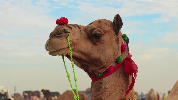 Camels at the Pushkar Fair, Also Called the Pushkar Camel Fair alt