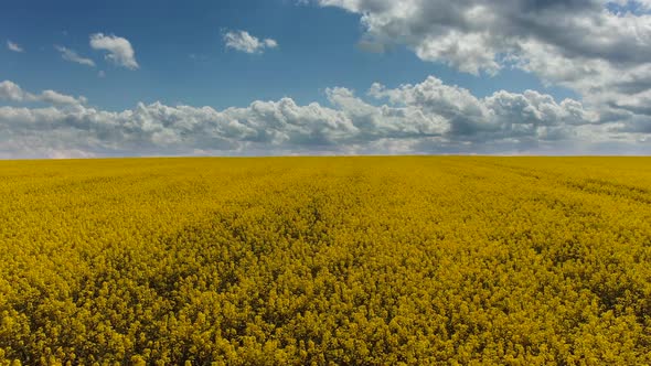 Canola Rapeseed Field. Aerial Drone Shot. The Camera Moves To the Side alt