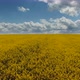 Canola Rapeseed Field. Aerial Drone Shot. The Camera Moves To the Side - VideoHive Item for Sale