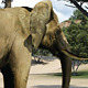 Elephants - VideoHive Item for Sale