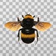 Bee - VideoHive Item for Sale
