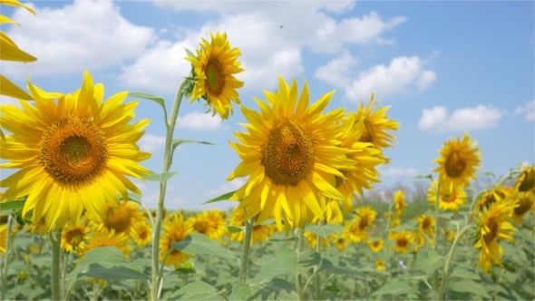 Sunflowers in the Wind