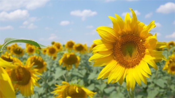 Sunflowers in the Wind