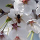 Cherry Blossoms and Bee - VideoHive Item for Sale