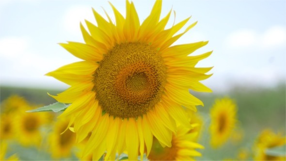 Sunflowers in the Wind