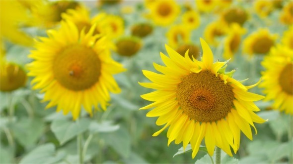 Sunflowers in the Wind