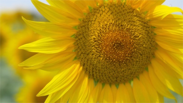 Sunflower in the Wind