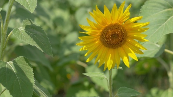 Sunflowers in the Wind