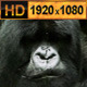Silverback Mountain Gorilla - VideoHive Item for Sale