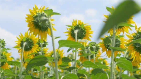 Sunflowers in the Wind