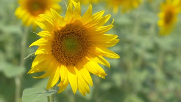 Sunflowers in the Wind