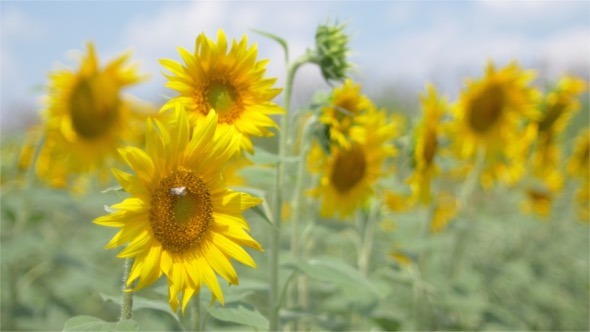 Sunflowers in the Wind