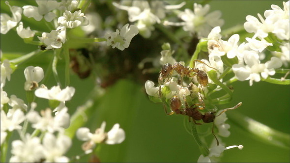 Two Aphids Crawling on the Flowers alt