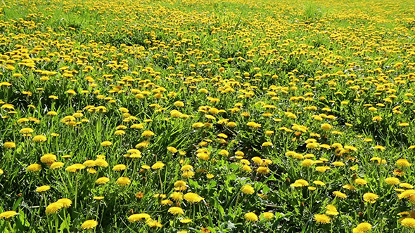 Yellow Dandelion Field alt