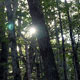 Epic Forest with Sunlight  - VideoHive Item for Sale