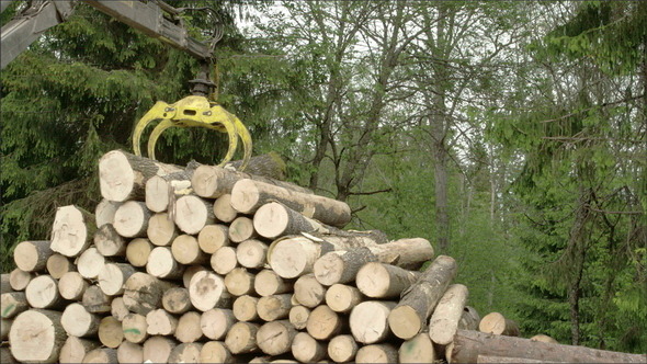 The Heaps of Logs Transferred Using a Crane alt