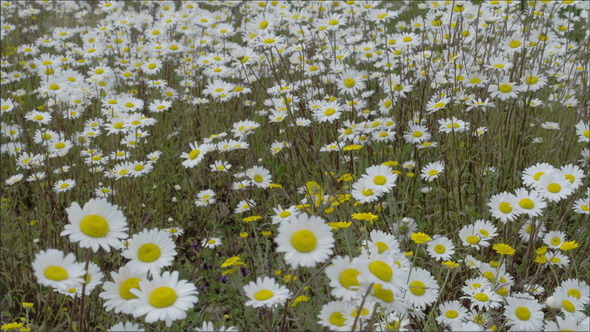 White Daises on the Field alt