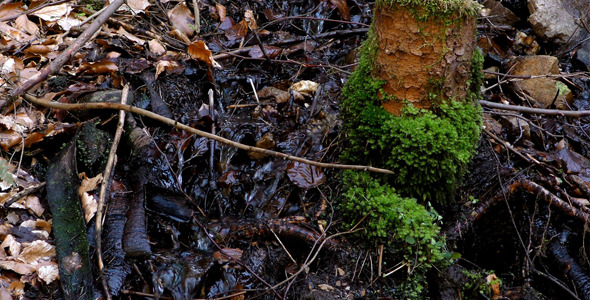 Waterfall Creek in Nature 10 alt