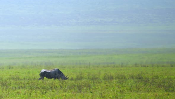 A Rhino Walks Through the Green Meadow of the Ngorongoro Volcano Crater alt