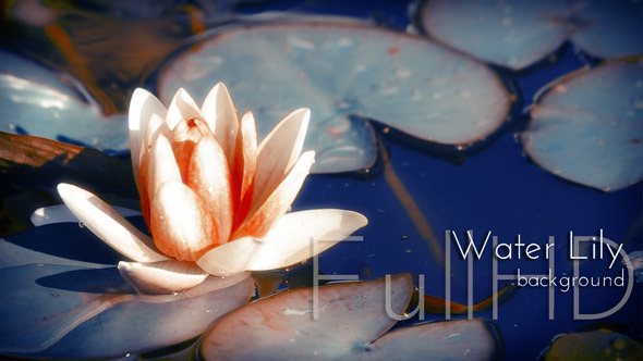 Water Lily Blooming alt