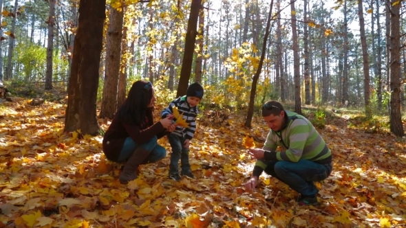 Young Family With A Child Picking Up Yellow Leaves