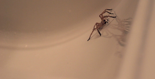 Giant Crab Spider Trapped in Sink