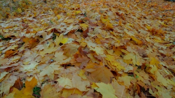 Walking In Autumn Forest