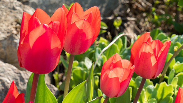 Tulips