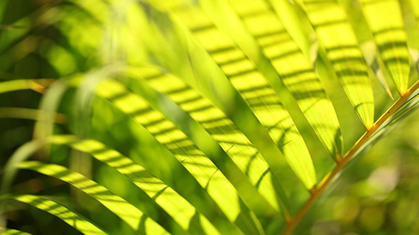 Green Leaf In Nature 471