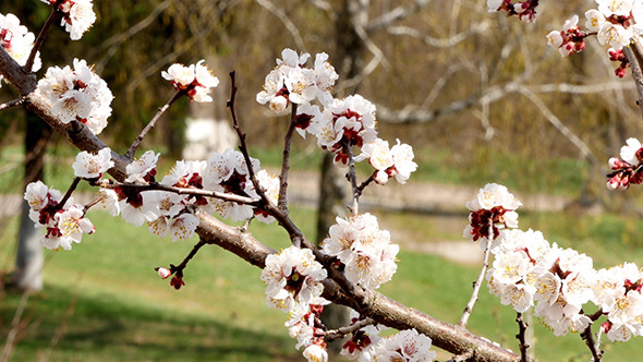 Tree Branch With White Flowers alt