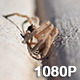 Giant Crab Spider Grooming Itself - VideoHive Item for Sale