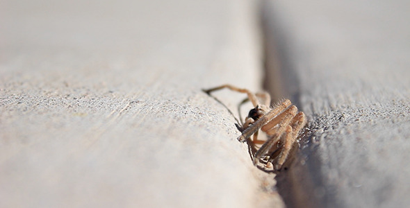 Giant Crab Spider Grooming Itself alt