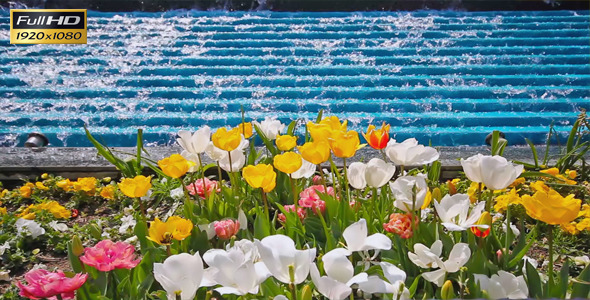 Tulips And The Water