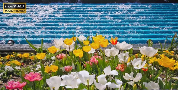 Tulips And The Water alt